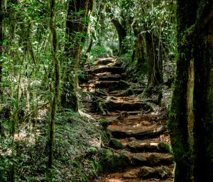 Rau Forest